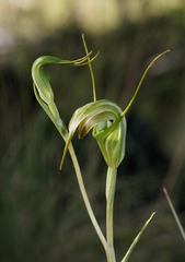 Pterostylis decurva