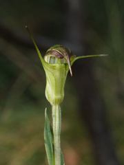 Pterostylis decurva