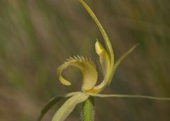 Caladenia flavovirens