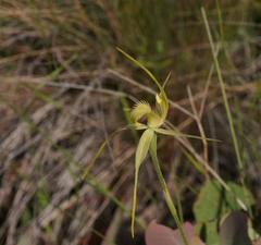 Caladenia flavovirens