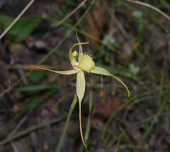 Caladenia flavovirens