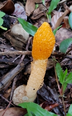 Phallus multicolor