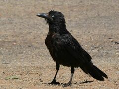 Little Crow photo 4