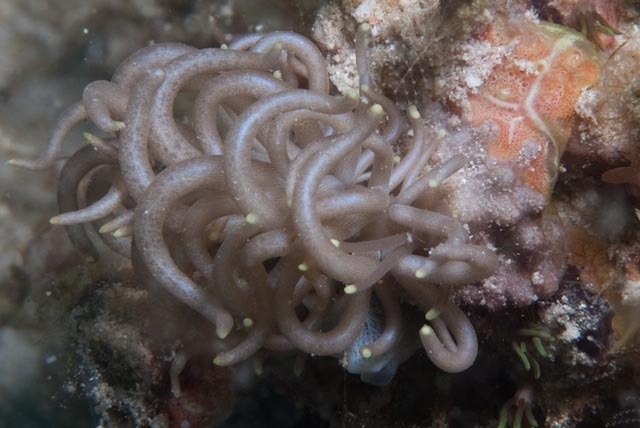 Yellow-tipped Phyllodesmium