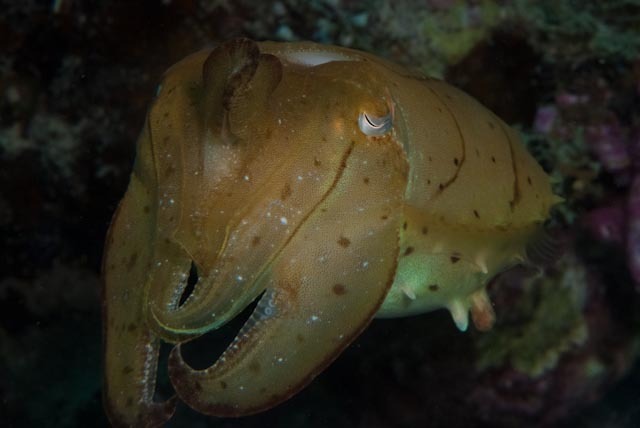 Close view of a broadclub cuttlefish's eye and mantle