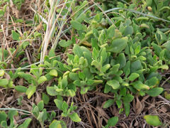 Tetragonia implexicoma