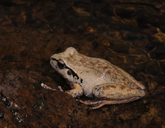 Ranoidea lesueuri