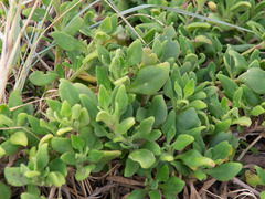 Tetragonia implexicoma