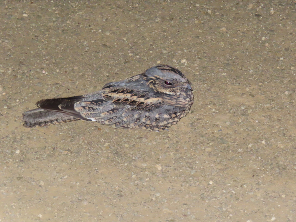 Spotted Nightjar from Greenvale QLD 4816, Australia on April 9, 2023 at ...