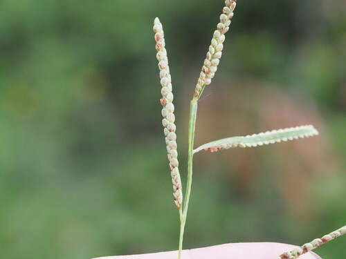 Paspalum scrobiculatum observed 2023-10-31