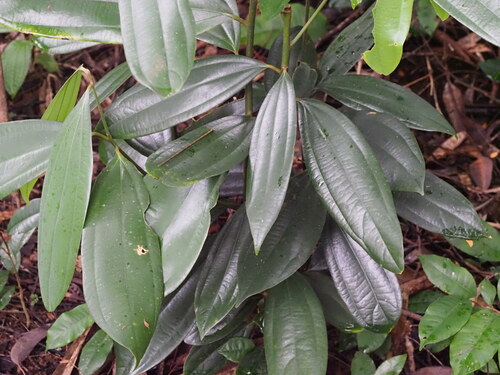 Cinnamomum verum observed 2023-10-31