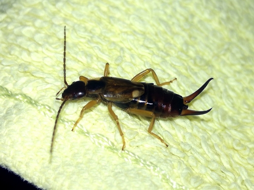 ucholak obyčajný (Forficula auricularia)