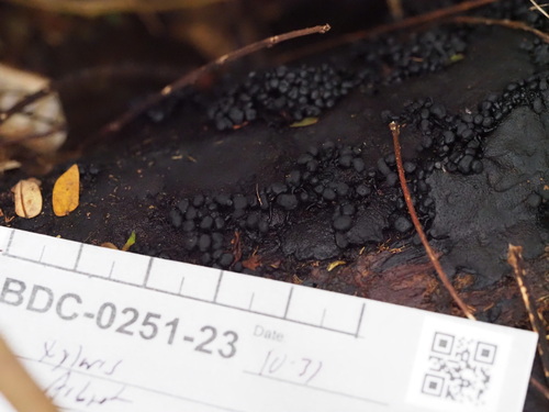 Kretzschmaria clavus observed 2023-10-31