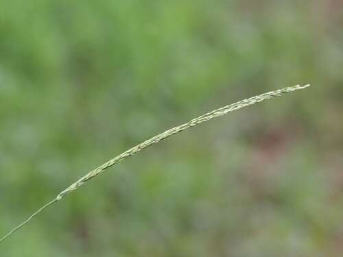 Image of Digitaria setigera by (c) Kevin Faccenda, some rights reserved (CC BY)
