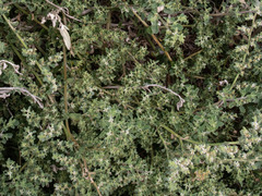 Aizoon pubescens