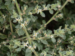 Aizoon pubescens