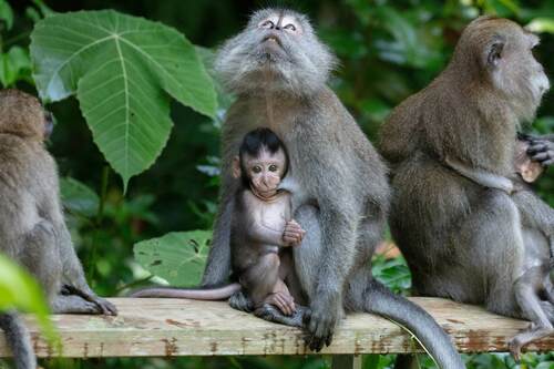 Long-tailed Macaque, photo 10 of 10