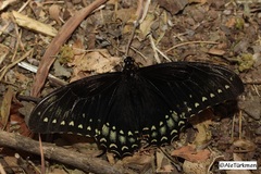 Papilio menatius morelius