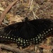Victorine Swallowtail - Photo (c) Ale Türkmen, some rights reserved (CC BY-NC-SA)