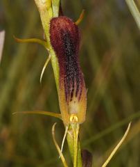 Cryptostylis hunteriana