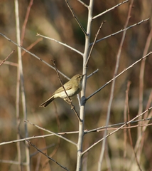 Phylloscopus collybita