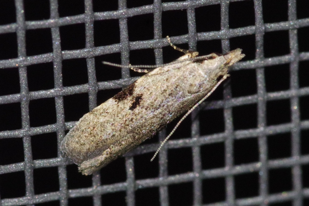 Anarsia ulneongensis