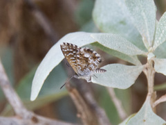 Theclinesthes serpentata