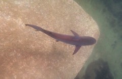 Carcharhinus obscurus