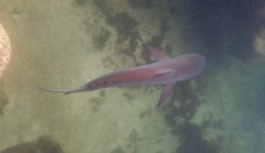 Carcharhinus obscurus
