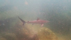 Carcharhinus obscurus