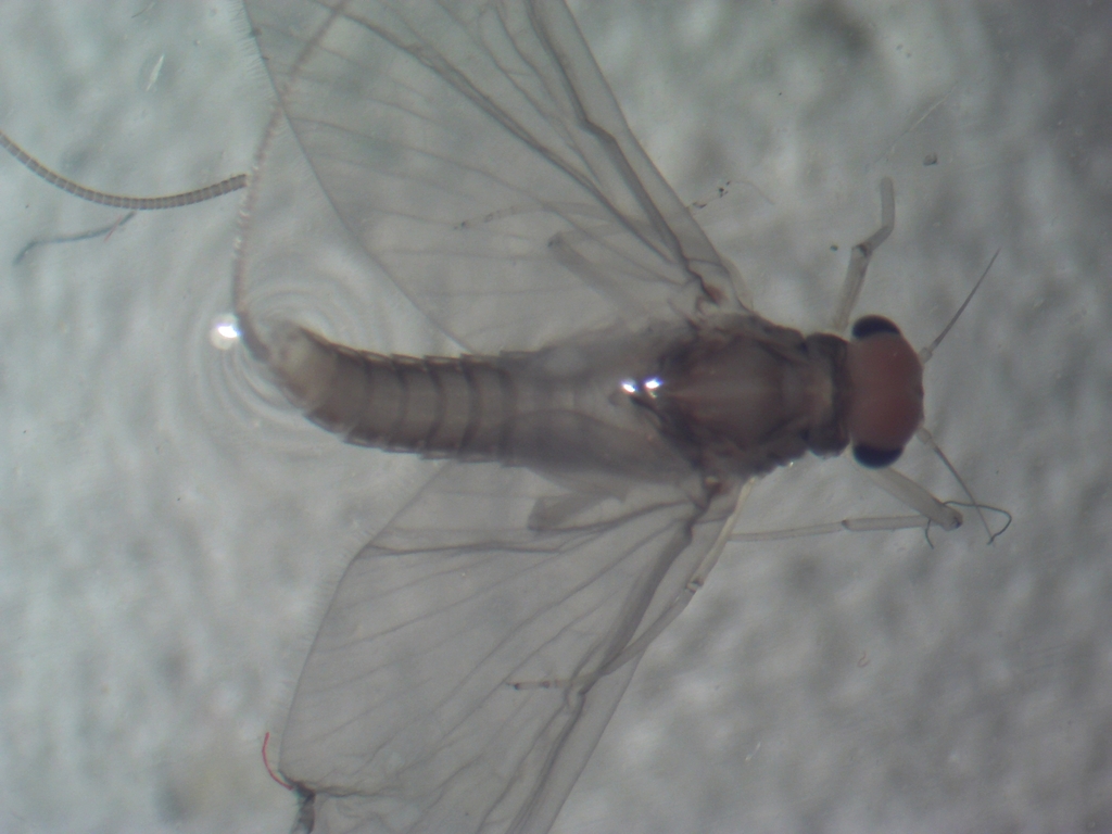 Baetis rusticans