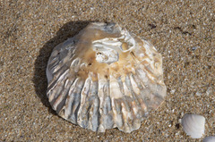 Ostrea angasi