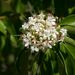 Volkameria eriophylla - Photo (c) Bart Wursten, algunos derechos reservados (CC BY-NC), subido por Bart Wursten