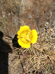 Calochortus luteus