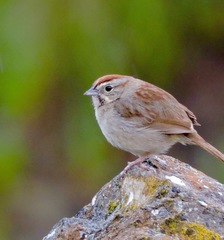 Rufous-Crowned Sparrow photo 5