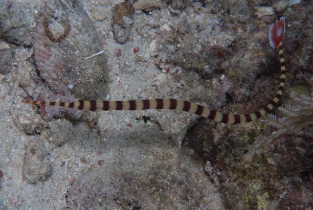 Banded Pipefish