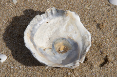 Ostrea angasi