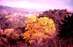 Handroanthus serratifolius