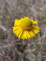 Helenium drummondii