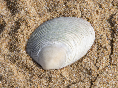 Katelysia rhytiphora