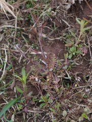 Cardamine parviflora