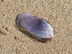 Hiatula alba