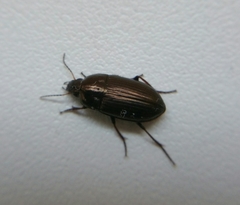 Amara aenea