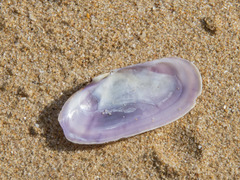 Hiatula alba