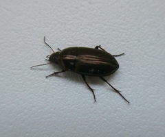 Amara aenea