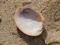 Katelysia rhytiphora