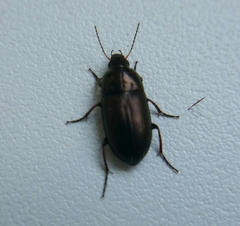 Amara aenea