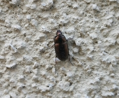 Amara aenea