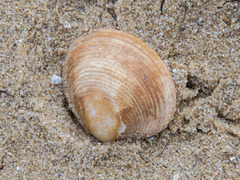 Katelysia rhytiphora
