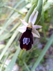 Ophrys bertolonii balearica